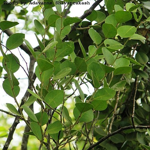 Capparis grandis unspecified picture