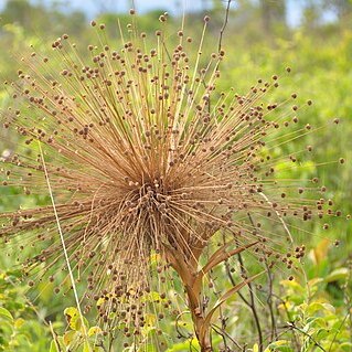 Syngonanthus nitens unspecified picture