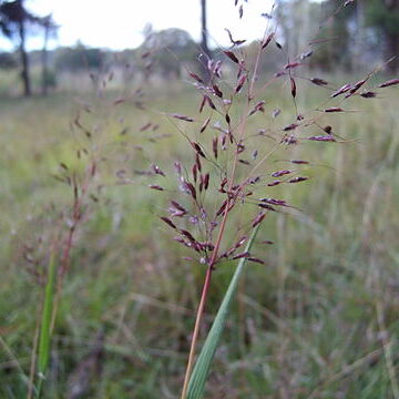 Capillipedium parviflorum unspecified picture