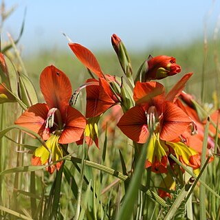 Gladiolus alatus unspecified picture