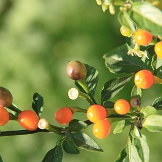 Capsicum schottianum unspecified picture