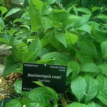 Banisteriopsis caapi unspecified picture