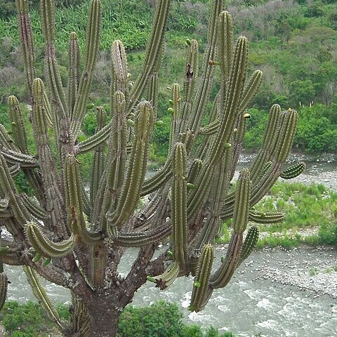 Cereus fricii unspecified picture