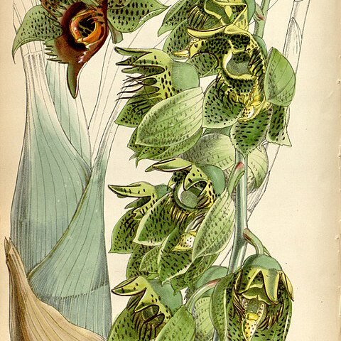 Catasetum naso unspecified picture