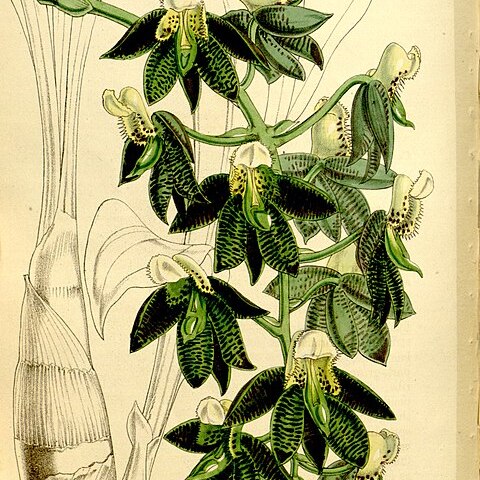 Catasetum atratum unspecified picture