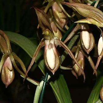 Catasetum tabulare unspecified picture