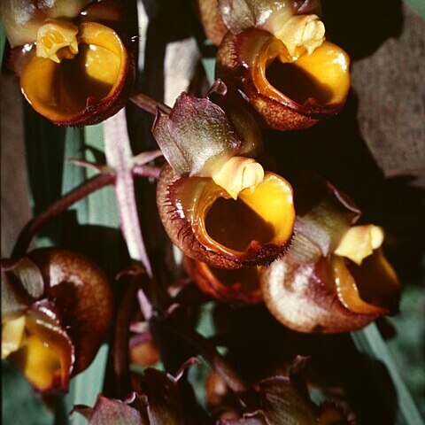 Catasetum longifolium unspecified picture