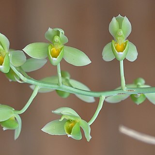 Catasetum complanatum unspecified picture