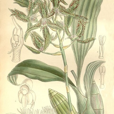 Catasetum randii unspecified picture