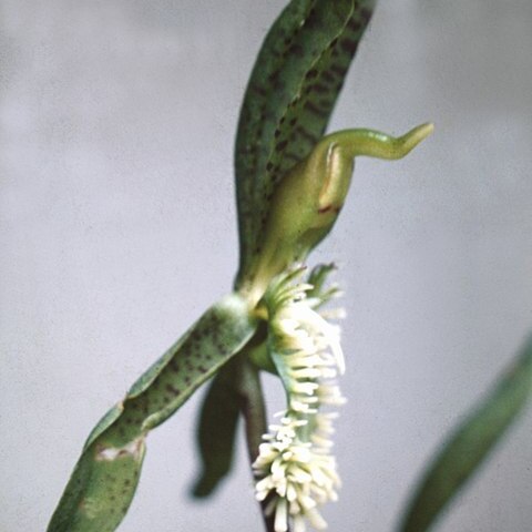 Catasetum barbatum unspecified picture