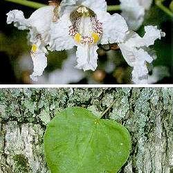 Catalpa unspecified picture