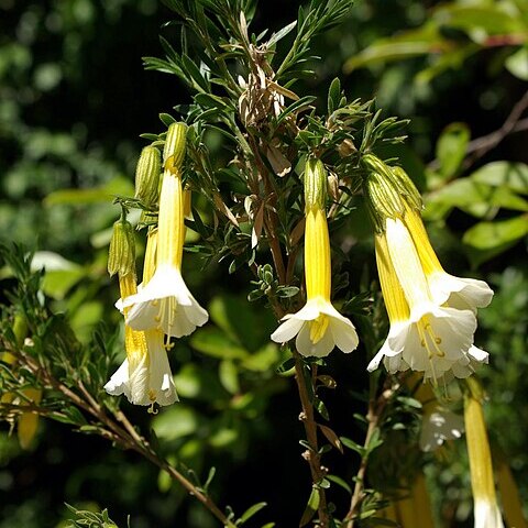 Cantua pyrifolia unspecified picture