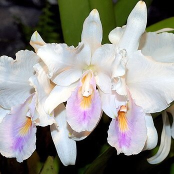 Cattleya quadricolor unspecified picture