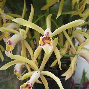 Cattleya iricolor unspecified picture