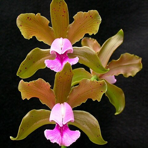 Cattleya tenuis unspecified picture