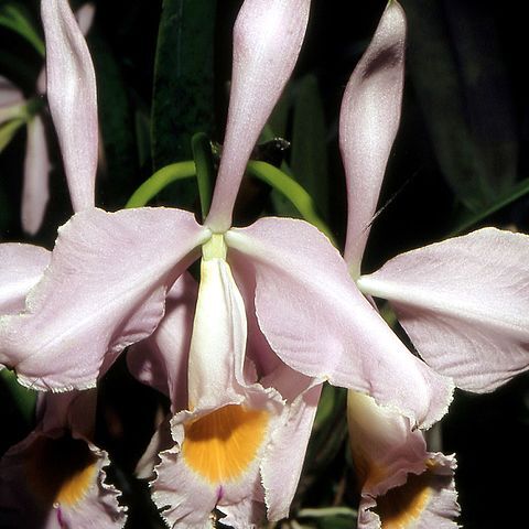 Cattleya wallisii unspecified picture