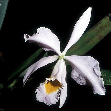 Cattleya wallisii unspecified picture