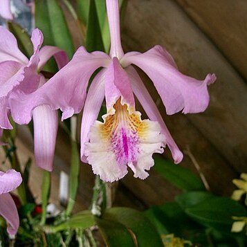 Cattleya mossiae unspecified picture