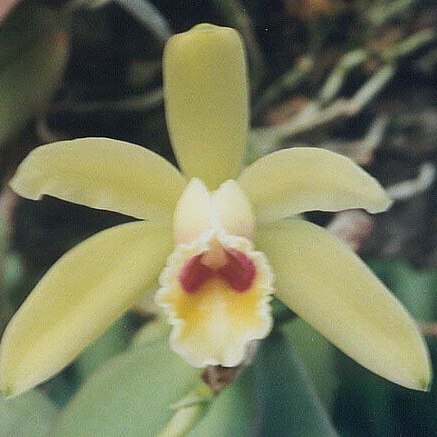 Cattleya luteola unspecified picture