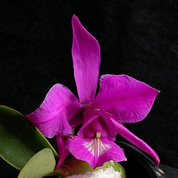 Cattleya x mesquitae unspecified picture