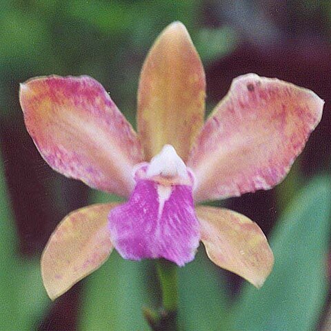 Cattleya bicolor unspecified picture