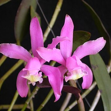 Cattleya kerrii unspecified picture