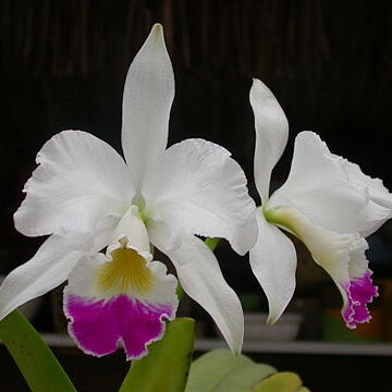 Cattleya warneri unspecified picture