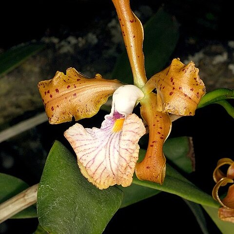 Cattleya velutina unspecified picture