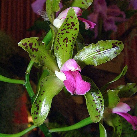 Cattleya guttata unspecified picture