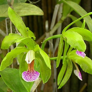 Cattleya granulosa unspecified picture