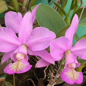 Cattleya nobilior unspecified picture