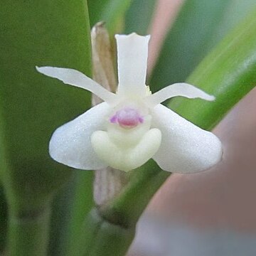 Dendrobium taylorii unspecified picture