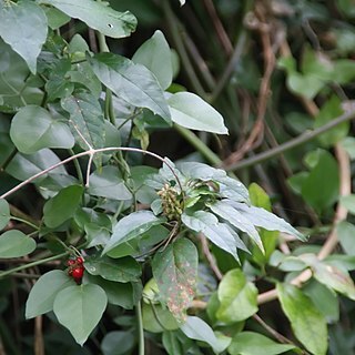 Combretum grandidieri unspecified picture