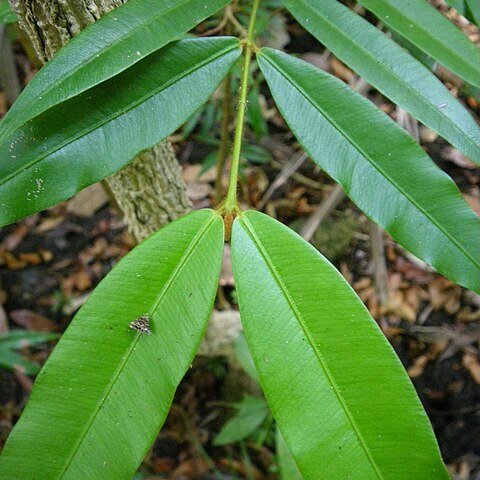 Calophyllum bicolor unspecified picture