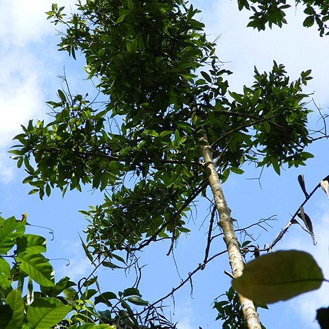 Calophyllum bicolor unspecified picture