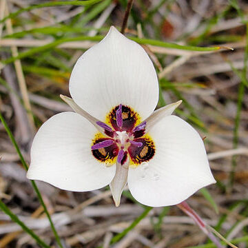 Calochortus excavatus unspecified picture