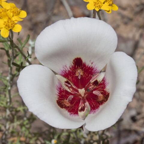 Calochortus simulans unspecified picture