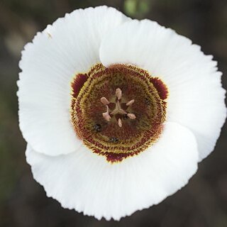 Calochortus vestae unspecified picture