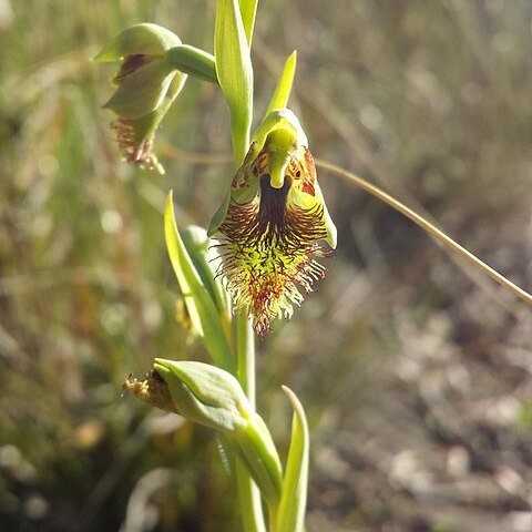 Calochilus montanus unspecified picture