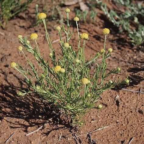 Calocephalus platycephalus unspecified picture