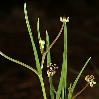 Camptorrhiza strumosa unspecified picture