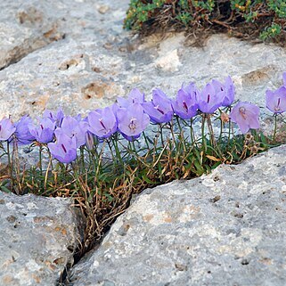 Campanula forsythii unspecified picture