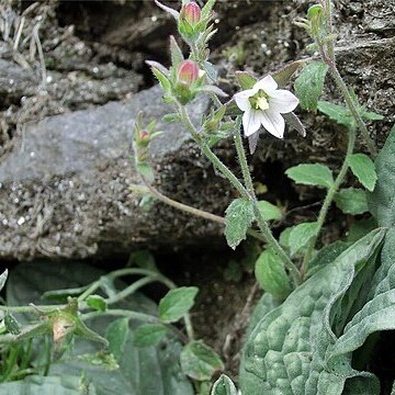 Campanula pallida unspecified picture