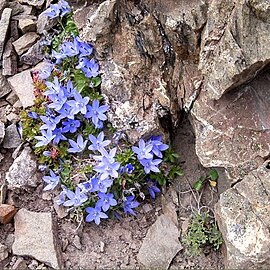 Campanula piperi unspecified picture