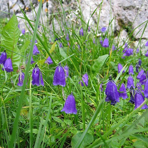 Campanula pulla unspecified picture