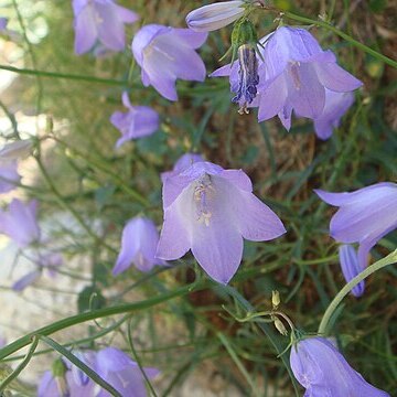 Campanula hispanica unspecified picture