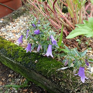 Campanula tommasiniana unspecified picture