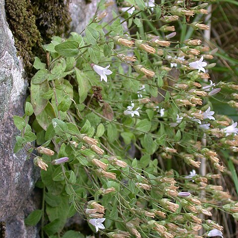 Campanula damascena unspecified picture