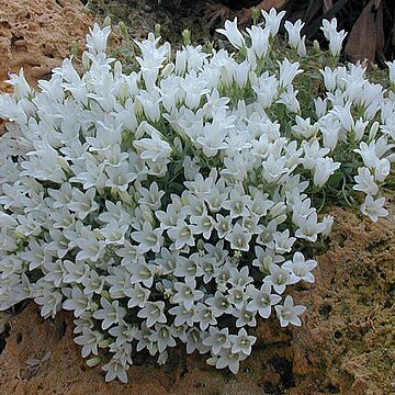 Campanula myrtifolia unspecified picture