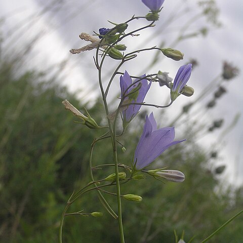 Campanula moravica unspecified picture